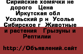 Сирийские хомячки не дорого › Цена ­ 100 - Иркутская обл., Усольский р-н, Усолье-Сибирское г. Животные и растения » Грызуны и Рептилии   